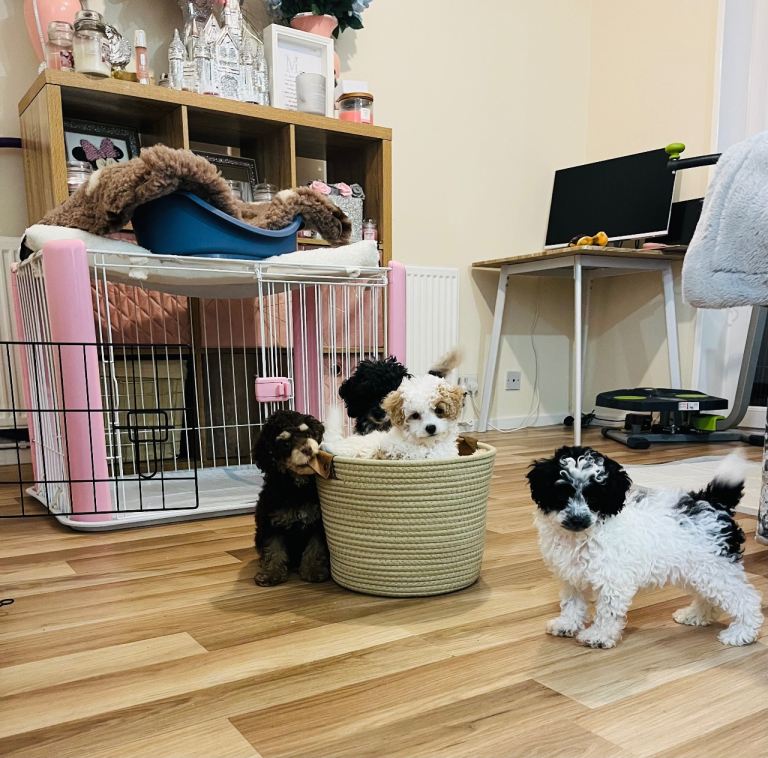 Poodle Puppies Health Tested 