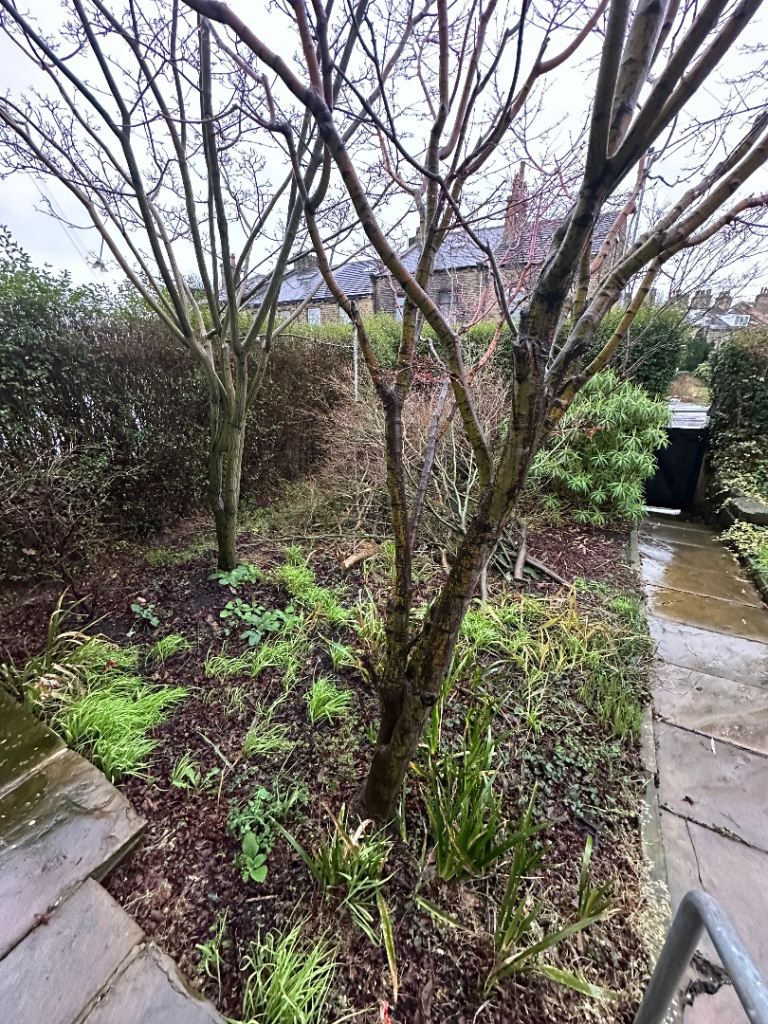 Free small trees and branches