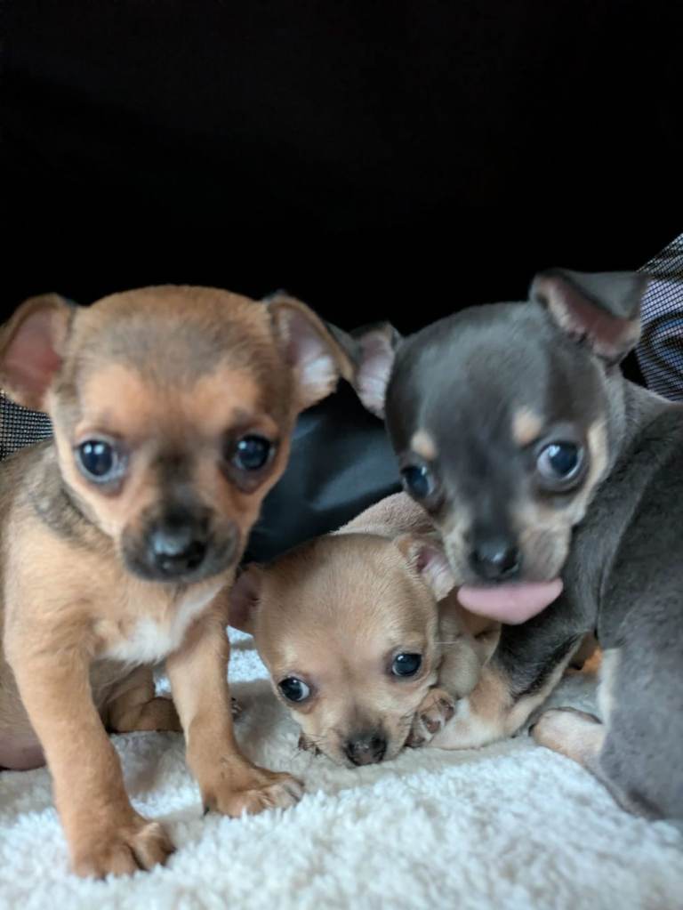 2 Gorgeous Chihuahua Puppies