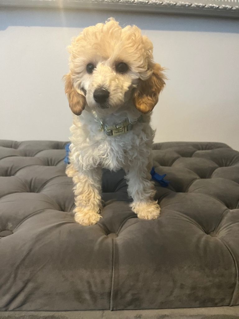 Adorable toy poodle girl puppy 