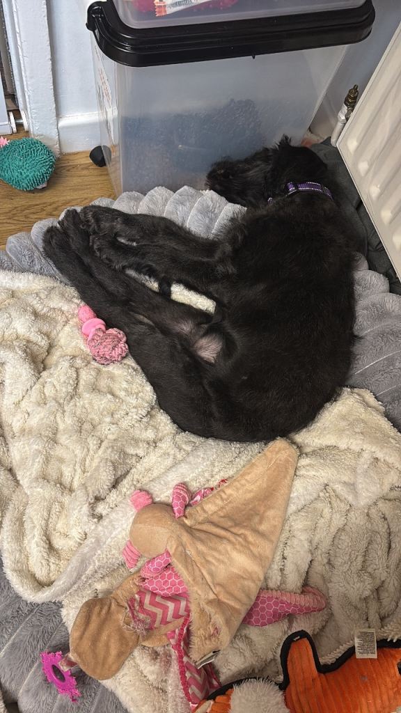 Labrador x German shephard