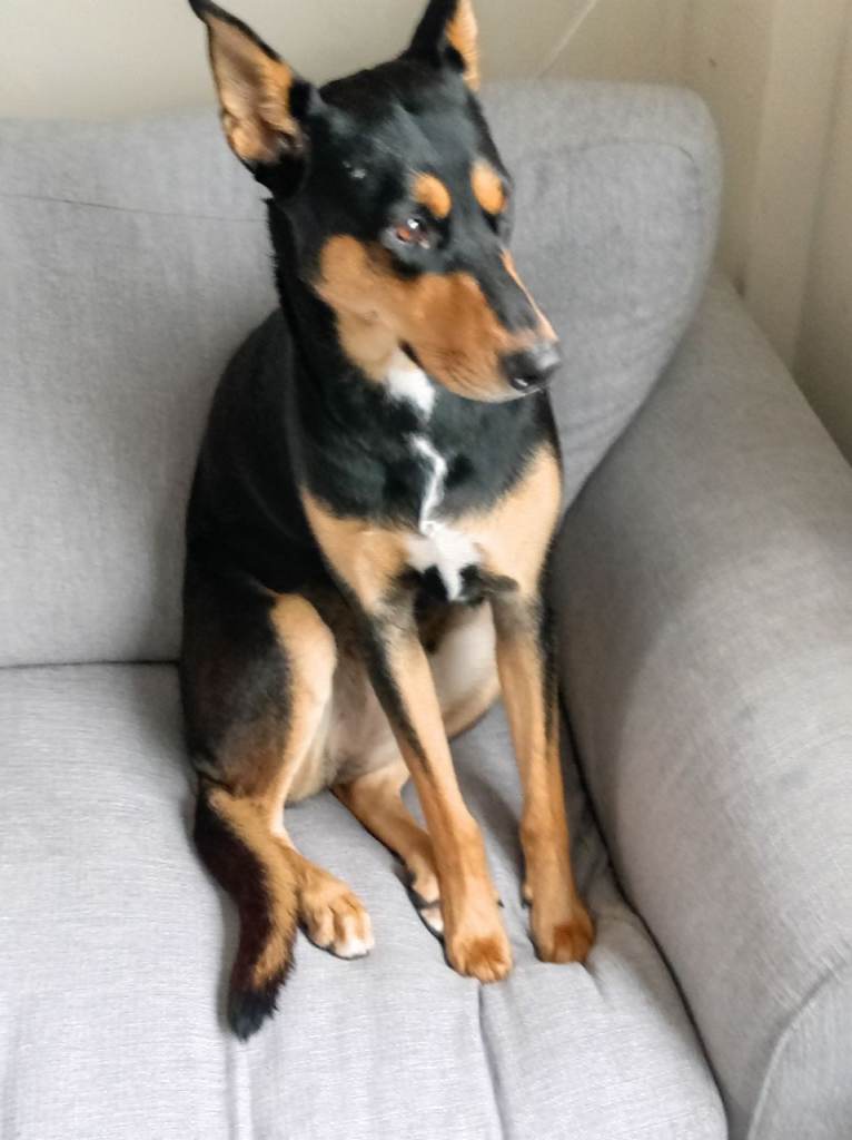 Australian kelpie dog 