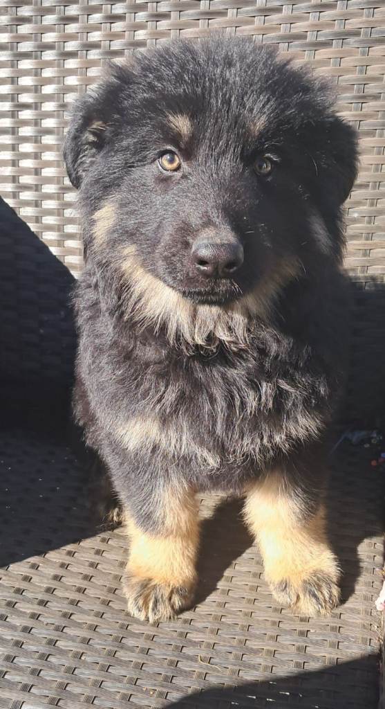 German shepereds
