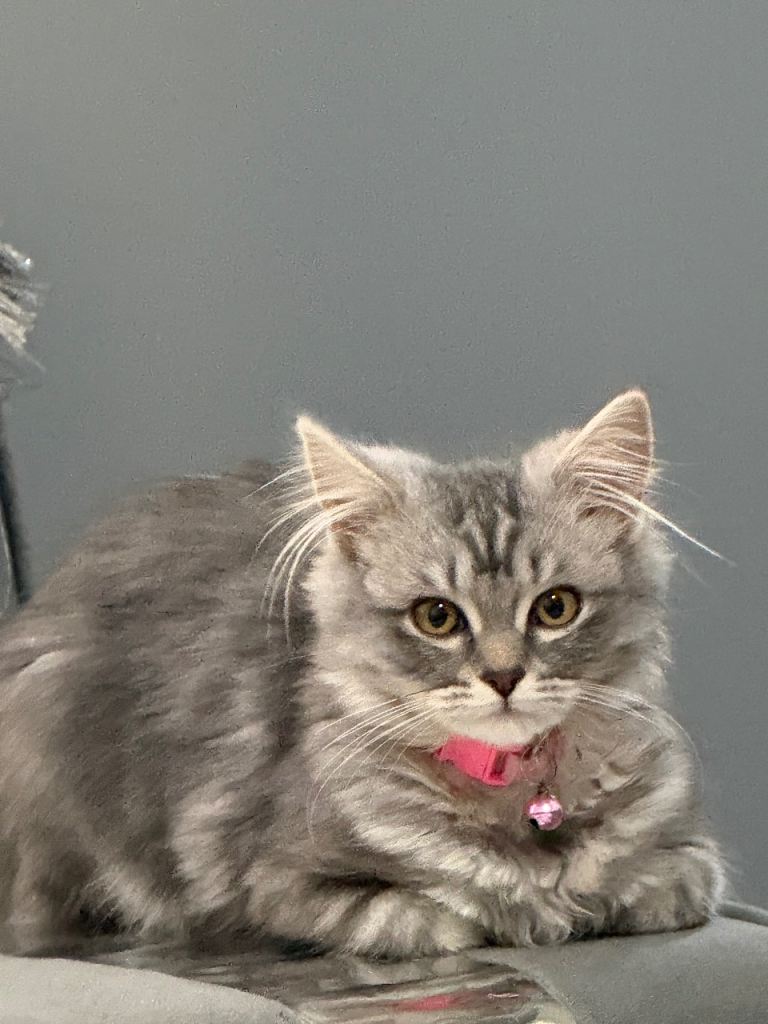 2 ladies kittens for sale .both cost 900£