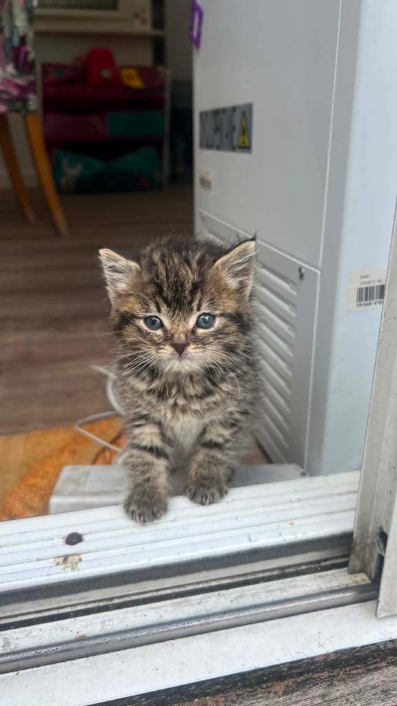 Beautiful male kitten looking for a loving home 🐾