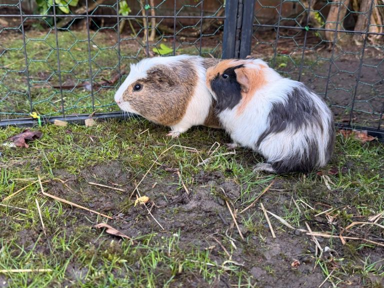 Two young male Guinea pigs