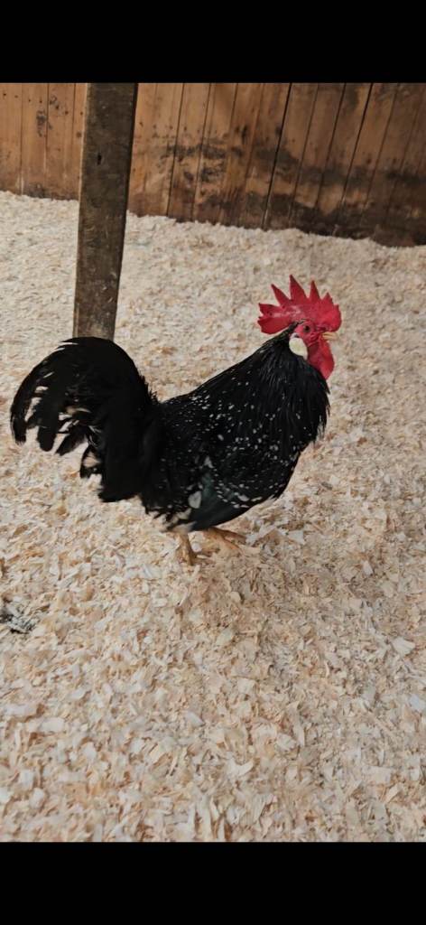 Roosters for Sale