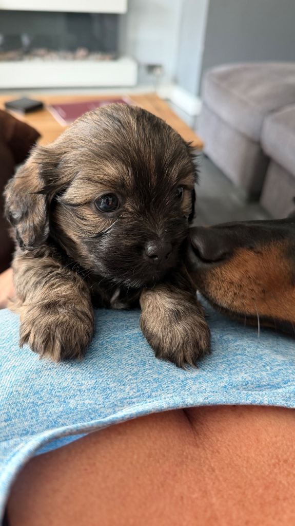 Beautiful Schweenie puppy looking for loving home.
