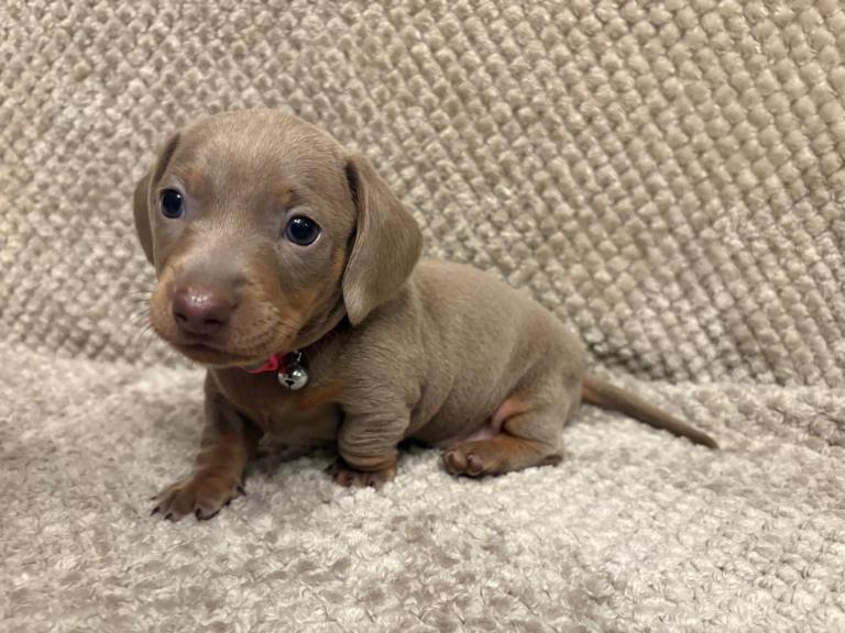 Female Miniature dachshund pup