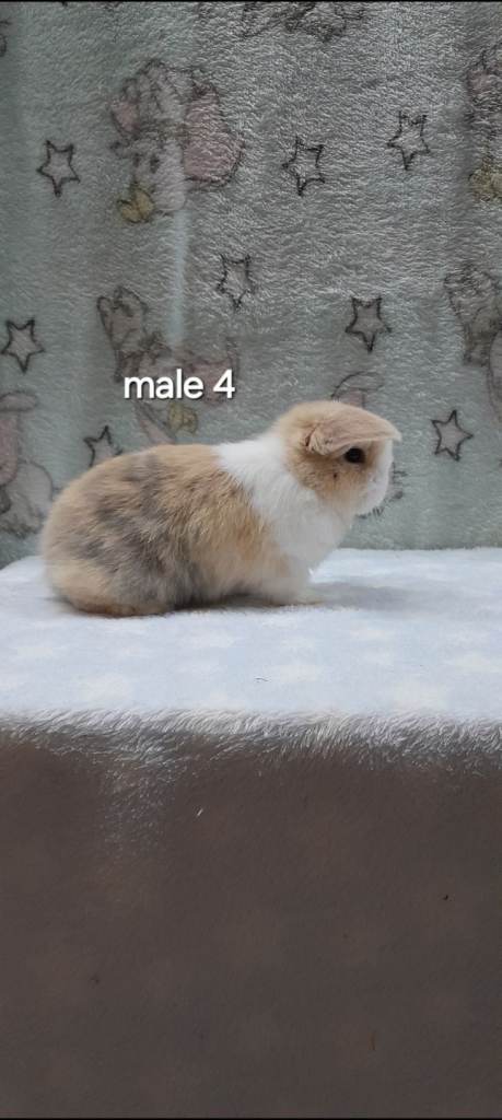 Purebred mini lops ready to reserve 