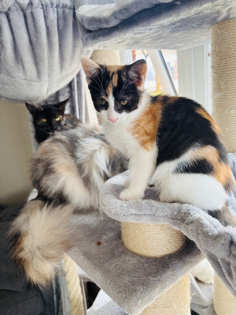 Last baby, Calico Turkish van mix kitten READY TO LEAVE