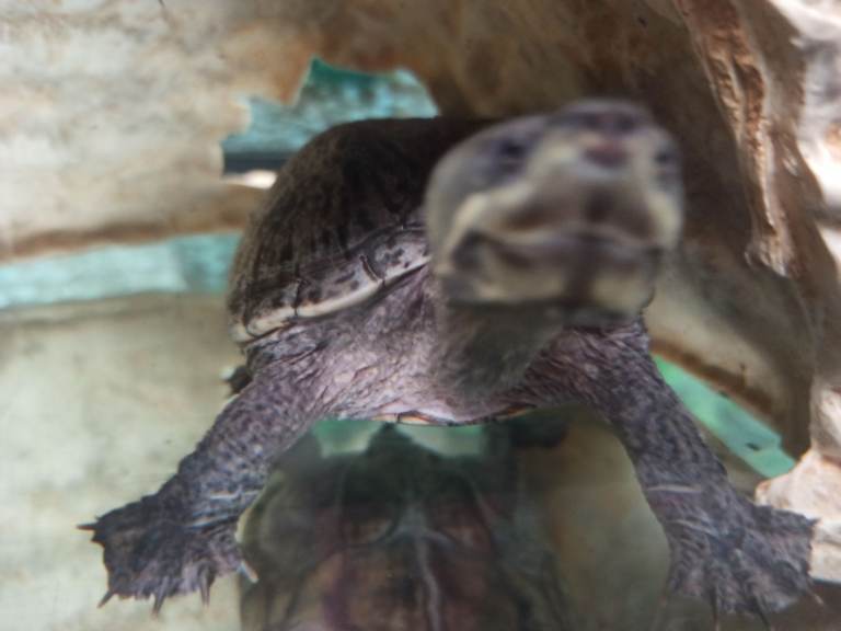 Tropical fishes cichlids