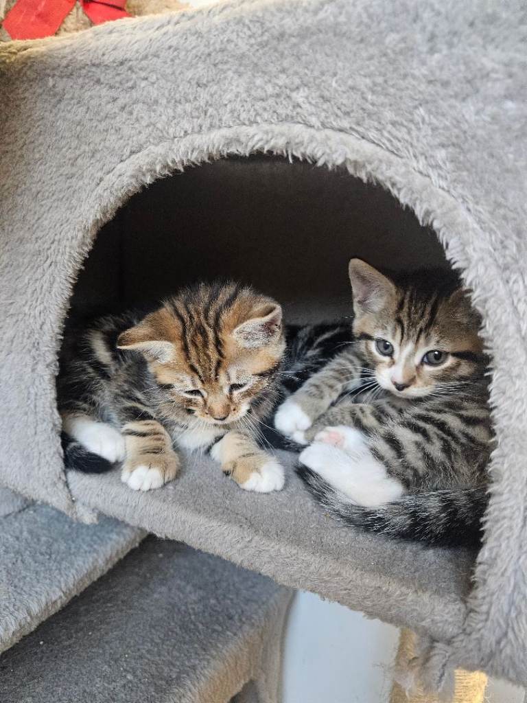 Cute Tabby Kittens Looking for New Homes