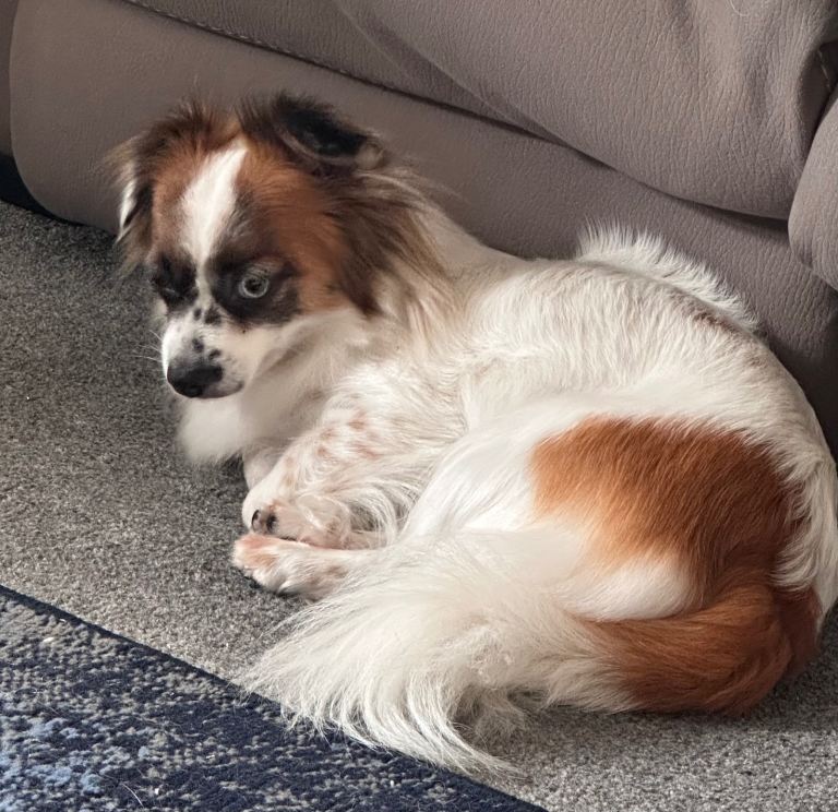 Rehome Family Pet -  Papillion/Jack Russell X (Papijack) 3 year old girl 