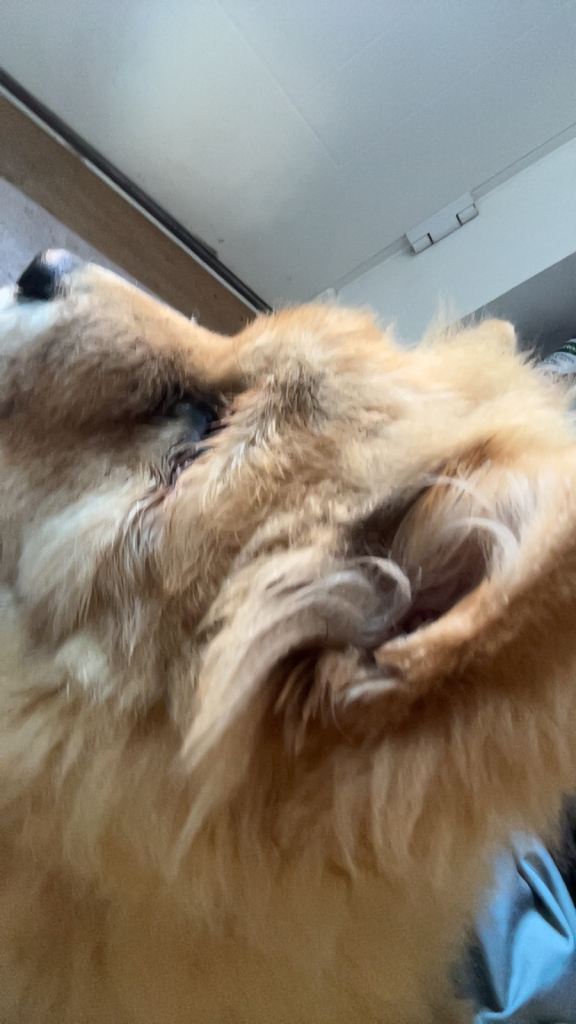 Chow chow puppies 4 month and 7 month 