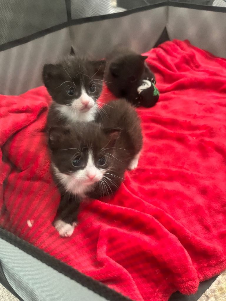 Kittens 