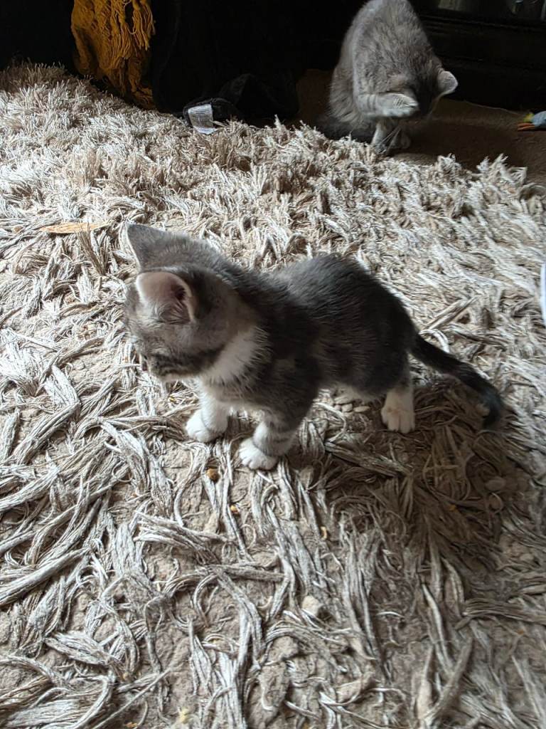 Beautiful bengal/tabby kittens 