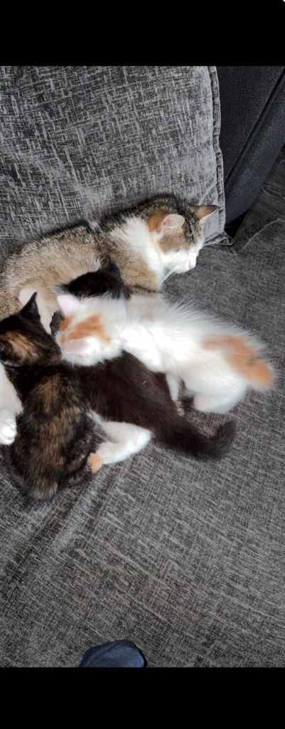 Dark female , white/ginger male