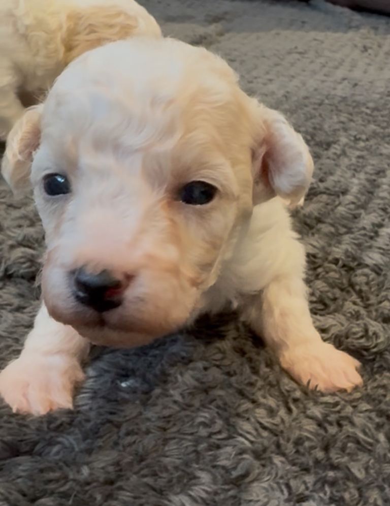 Beautiful Poochon Puppies for sale 