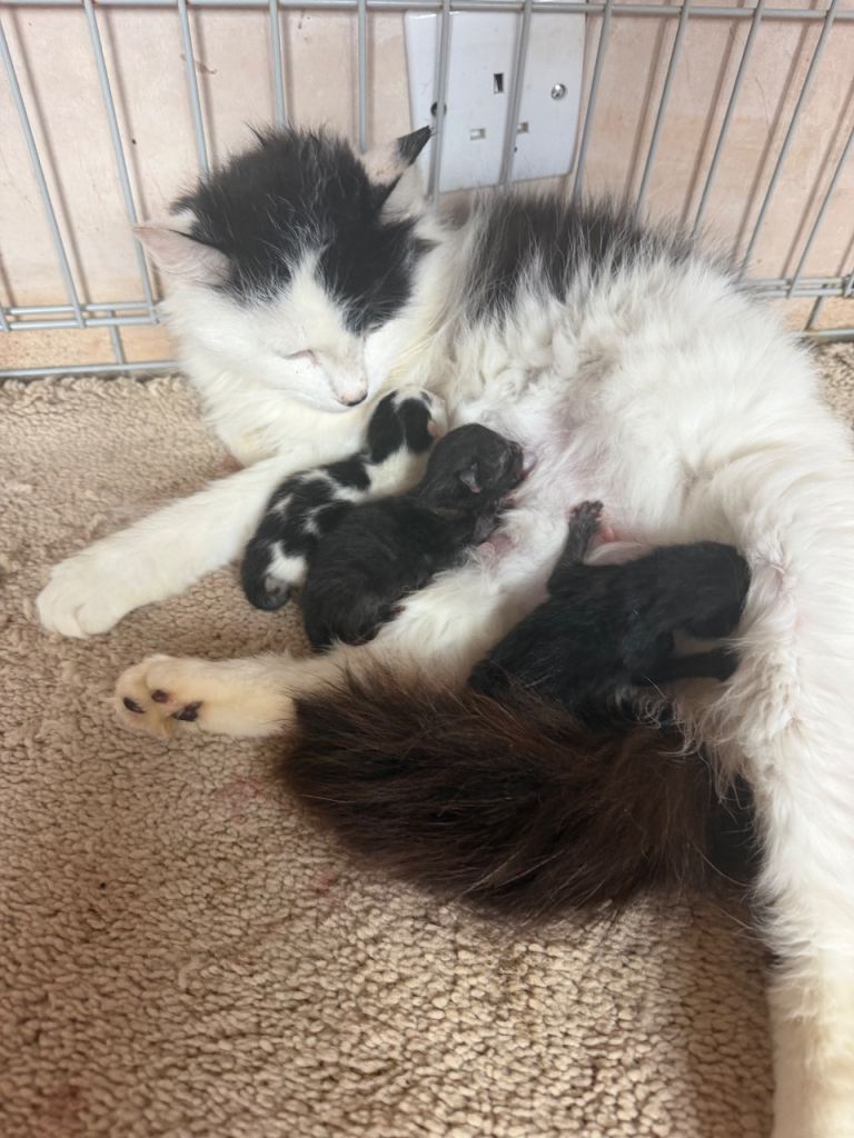 British longhair kittens 