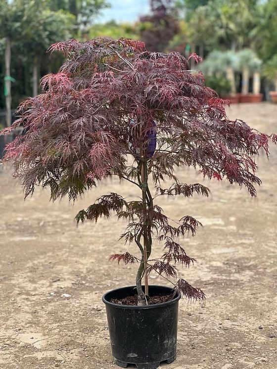 Japanese Red Acer tree for sale  x 10 EACH 