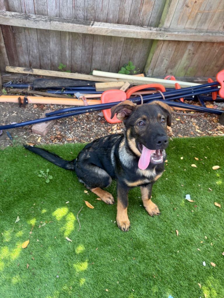 Puppy Rottwiler cross jerman  shepherd 
