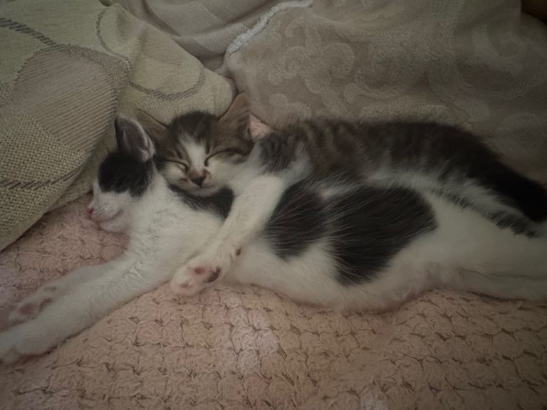 Kittens 