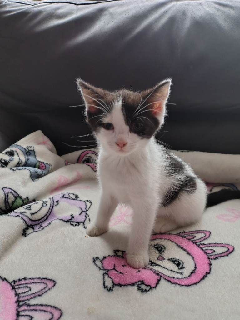 Kittens 