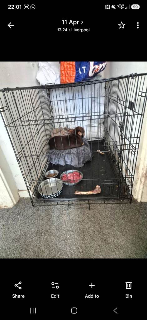 XXL Dog crate 