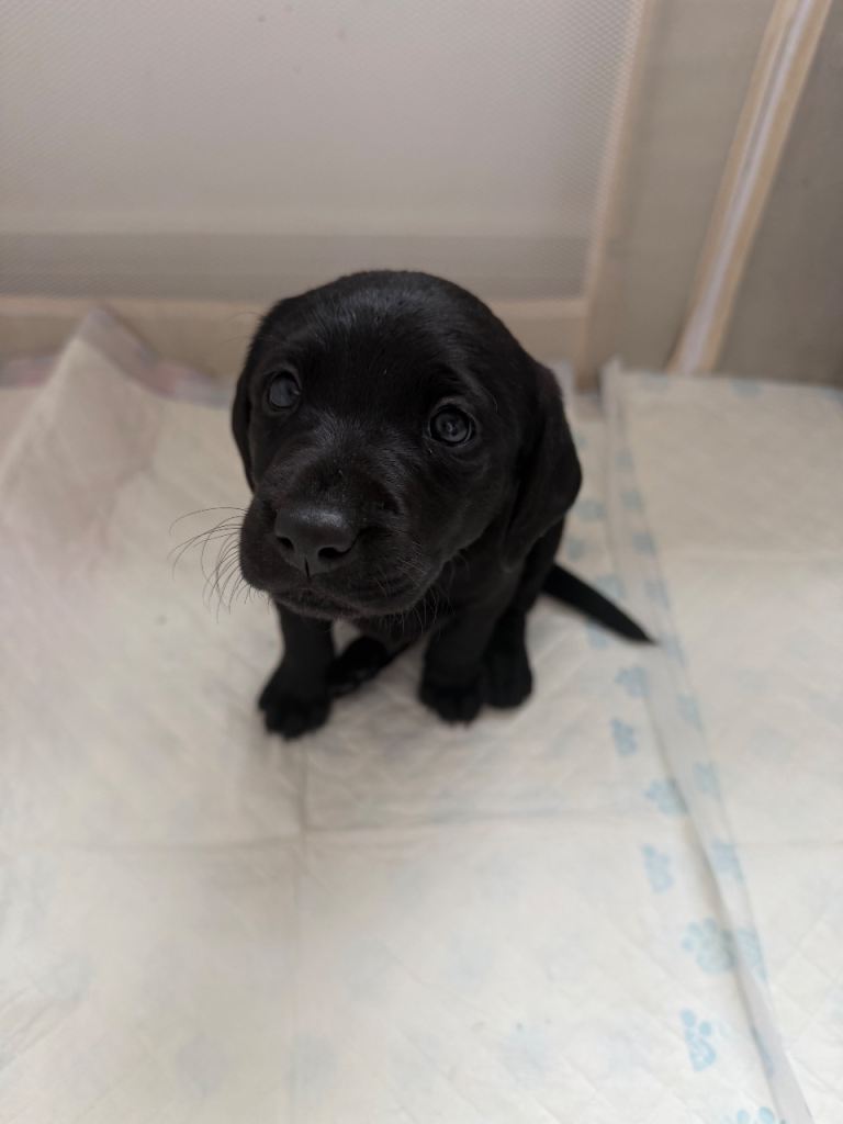 Purebred Labrador Puppies