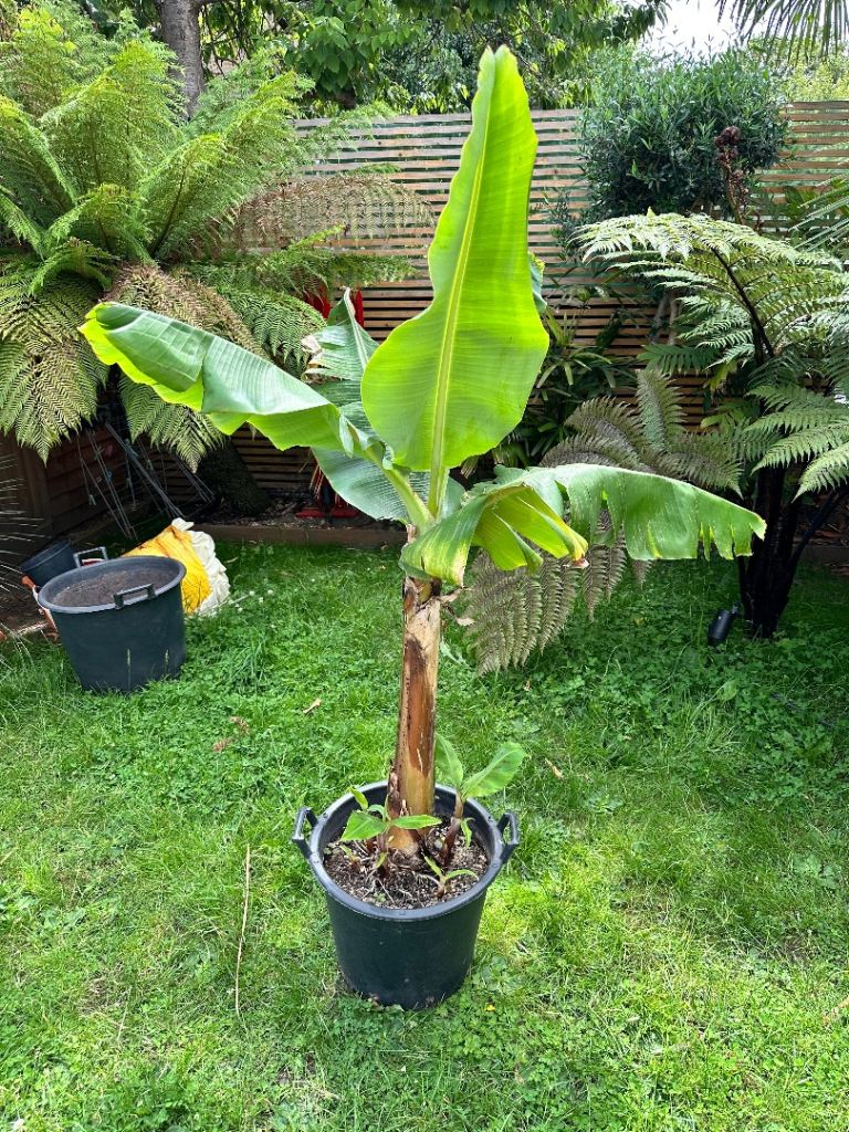 Musa Cavendish dwarf banana tree. 