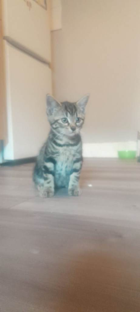 Kittens for sale 
