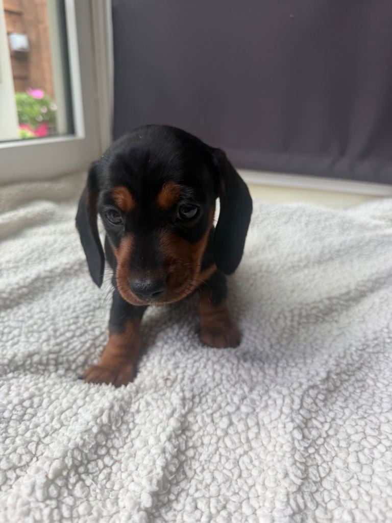 Dachshund miniature smooth hair puppies