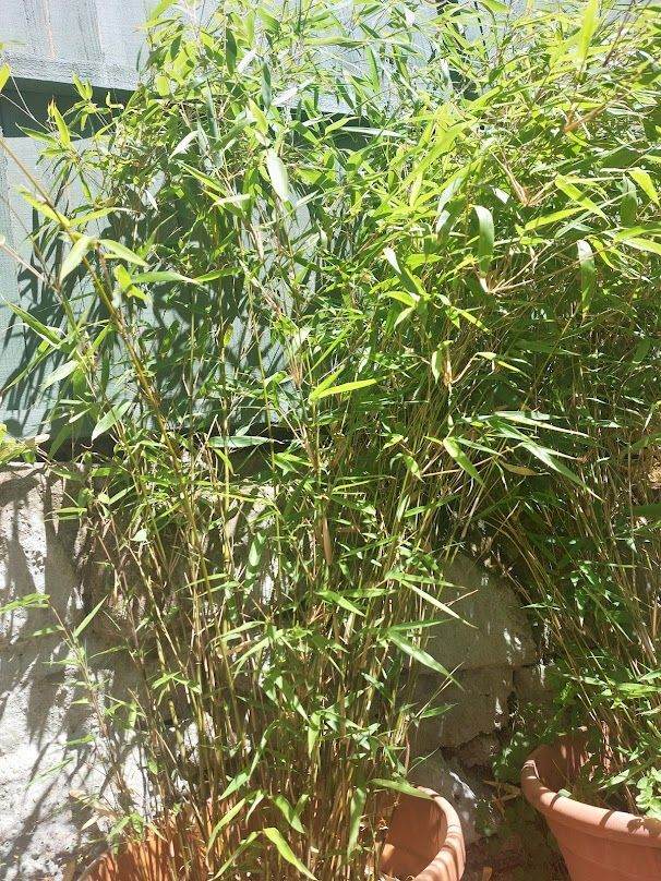 Beautiful elegant Fargesia murieliae Umbrella Bamboo in containers,  RRP£60 per pot at least