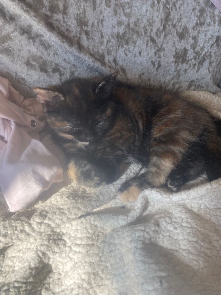 3x kittens available now
