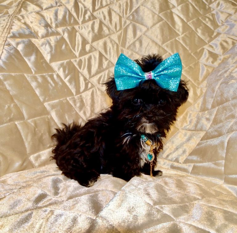 ***XXXXXXXS Ultra Rare Micro Black White Tiny F1 Maltese X Toy Poodle Maltipoo Puppy 5 months old***