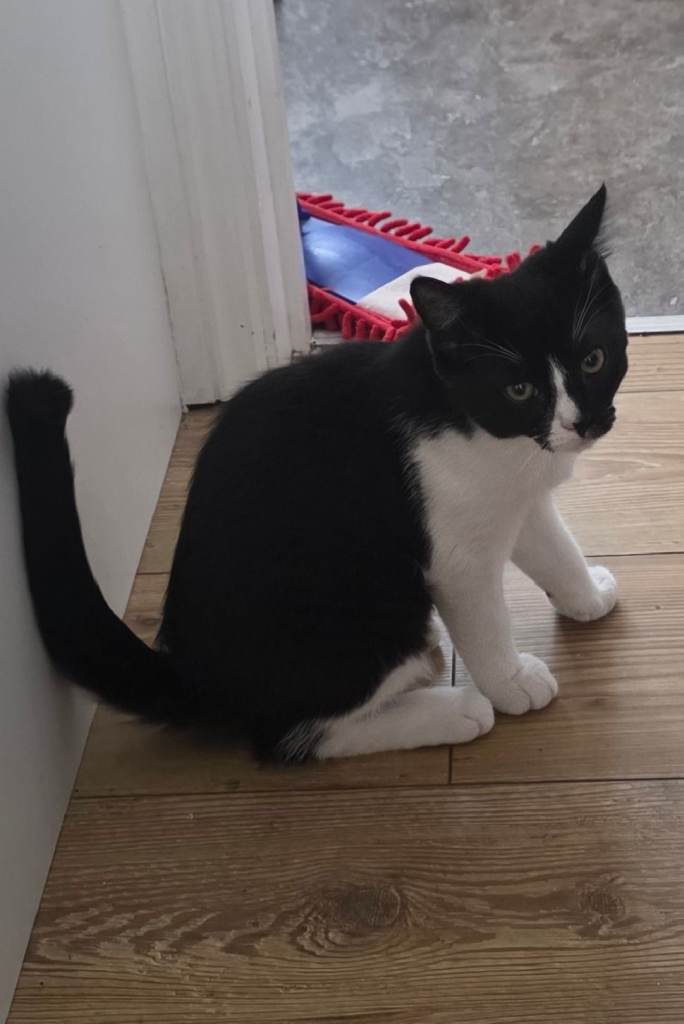 NOW REHOMED Beautiful Ragdoll Cross 2 Boy Kittens – Looking for Their Forever Homes