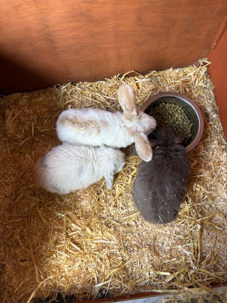 Mini Lop eared bunnies