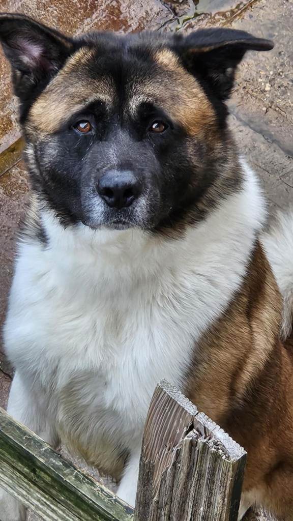 For sale 2 nearly 3 year old male akita.