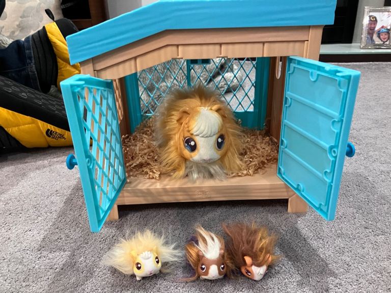 Little live guinea pigs