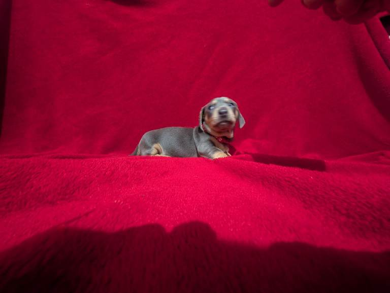 Miniature dashunds blue tan