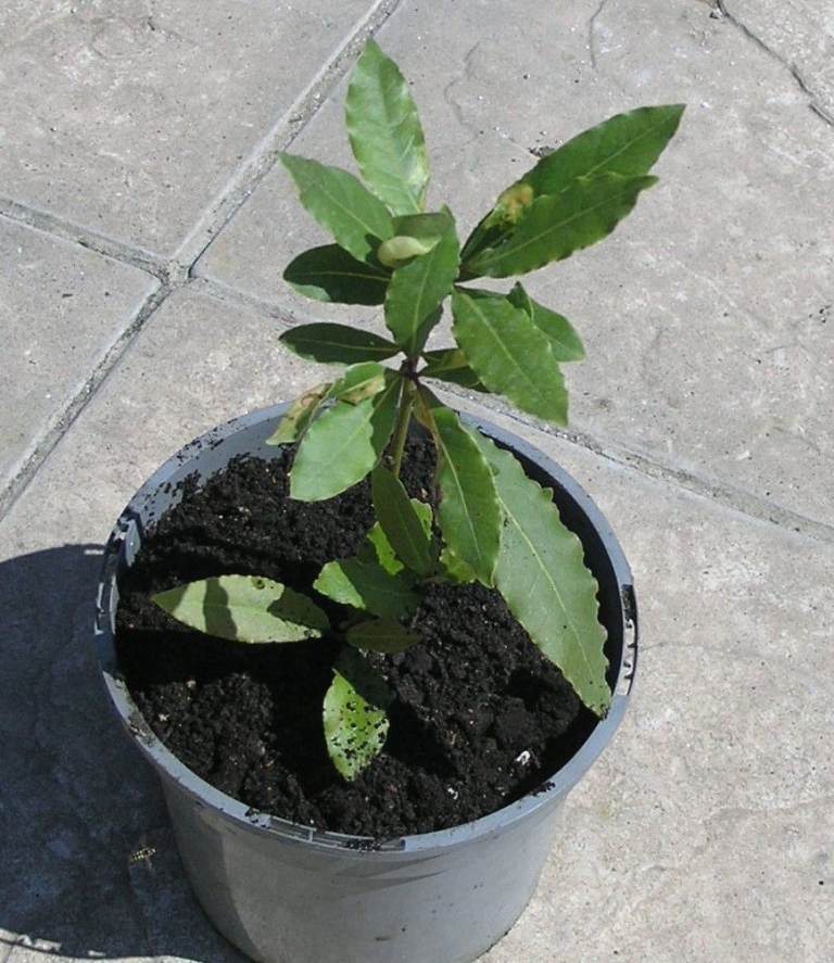 Bay Tree £3 Weymouth