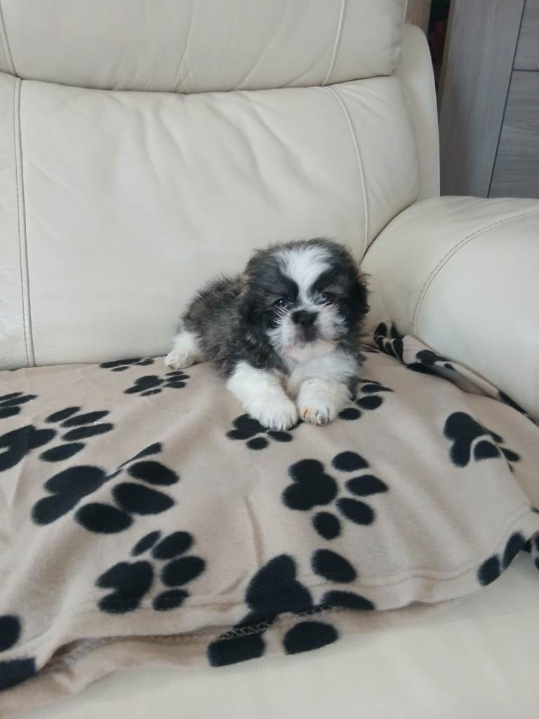 shih tzu puppy