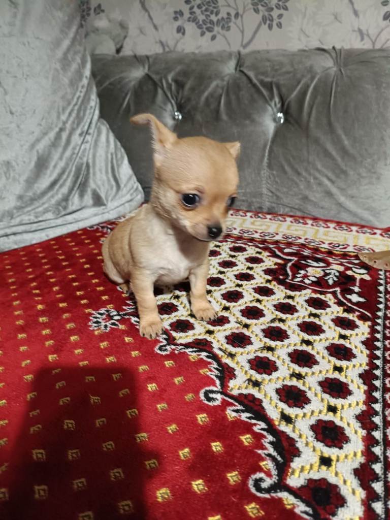 Chihuahua puppies 