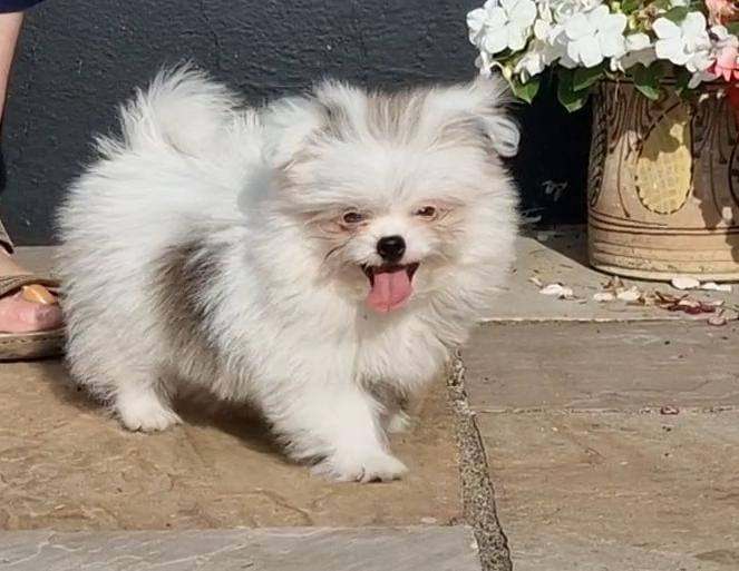 Shitzu x pomeranian. Boys ready now fully vacinated