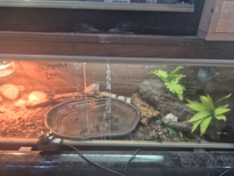 Leopard gecko set up 