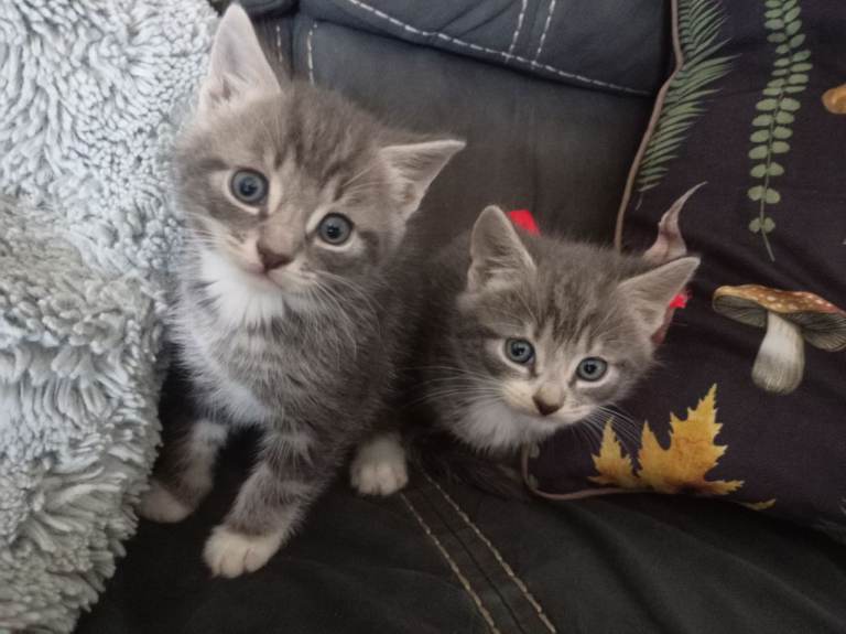 2 Grey kittens, 1 Male, 1 female