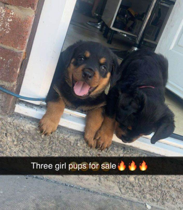 Rottweiler puppies 