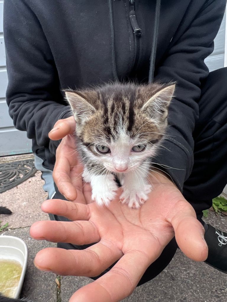 Kittens 