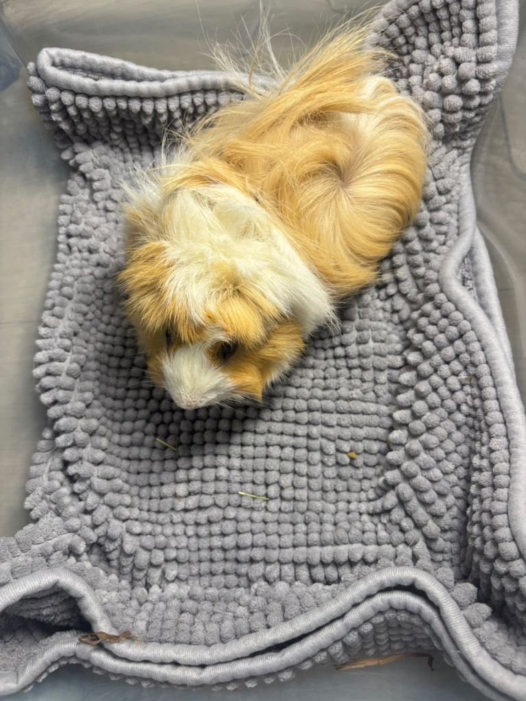 Guinea pigs